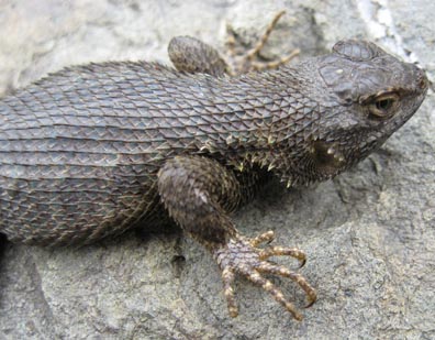 Western Fence Lizard